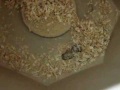 Vorschaubild der Version vom 1. Februar 2019, 02:05 Uhr