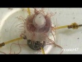 Vorschaubild der Version vom 2. Februar 2019, 00:29 Uhr