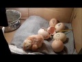 Vorschaubild der Version vom 1. Februar 2019, 09:14 Uhr